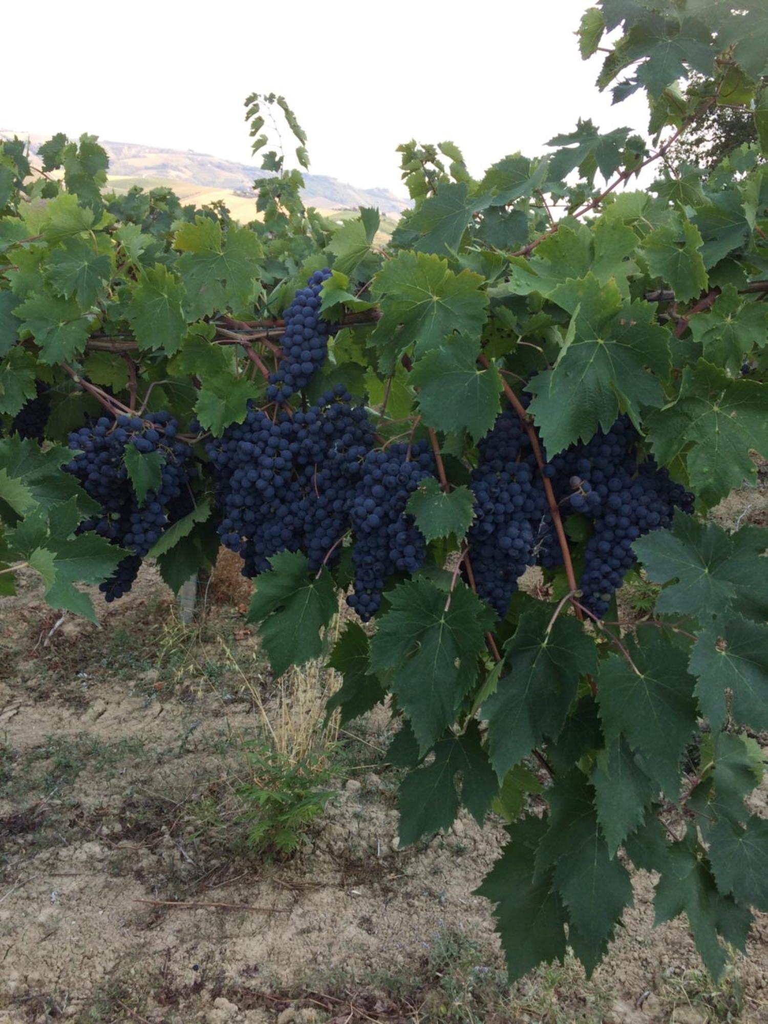 Agriturismo Cerquatonda Montalto delle Marche エクステリア 写真