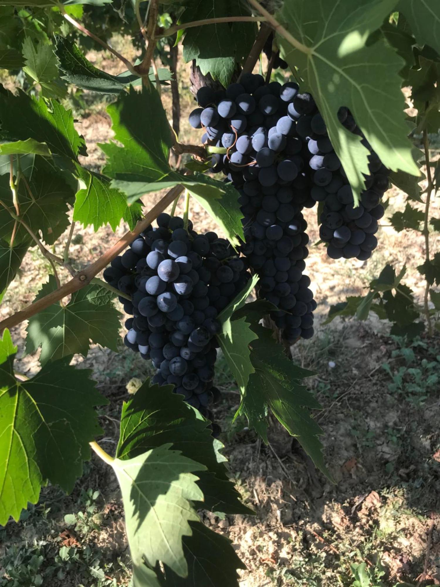 Agriturismo Cerquatonda Montalto delle Marche エクステリア 写真