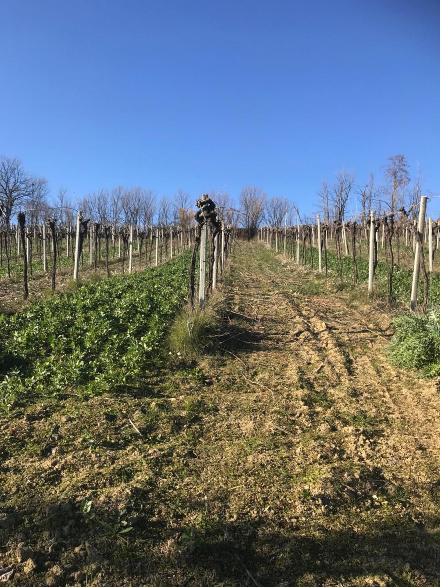 Agriturismo Cerquatonda Montalto delle Marche エクステリア 写真