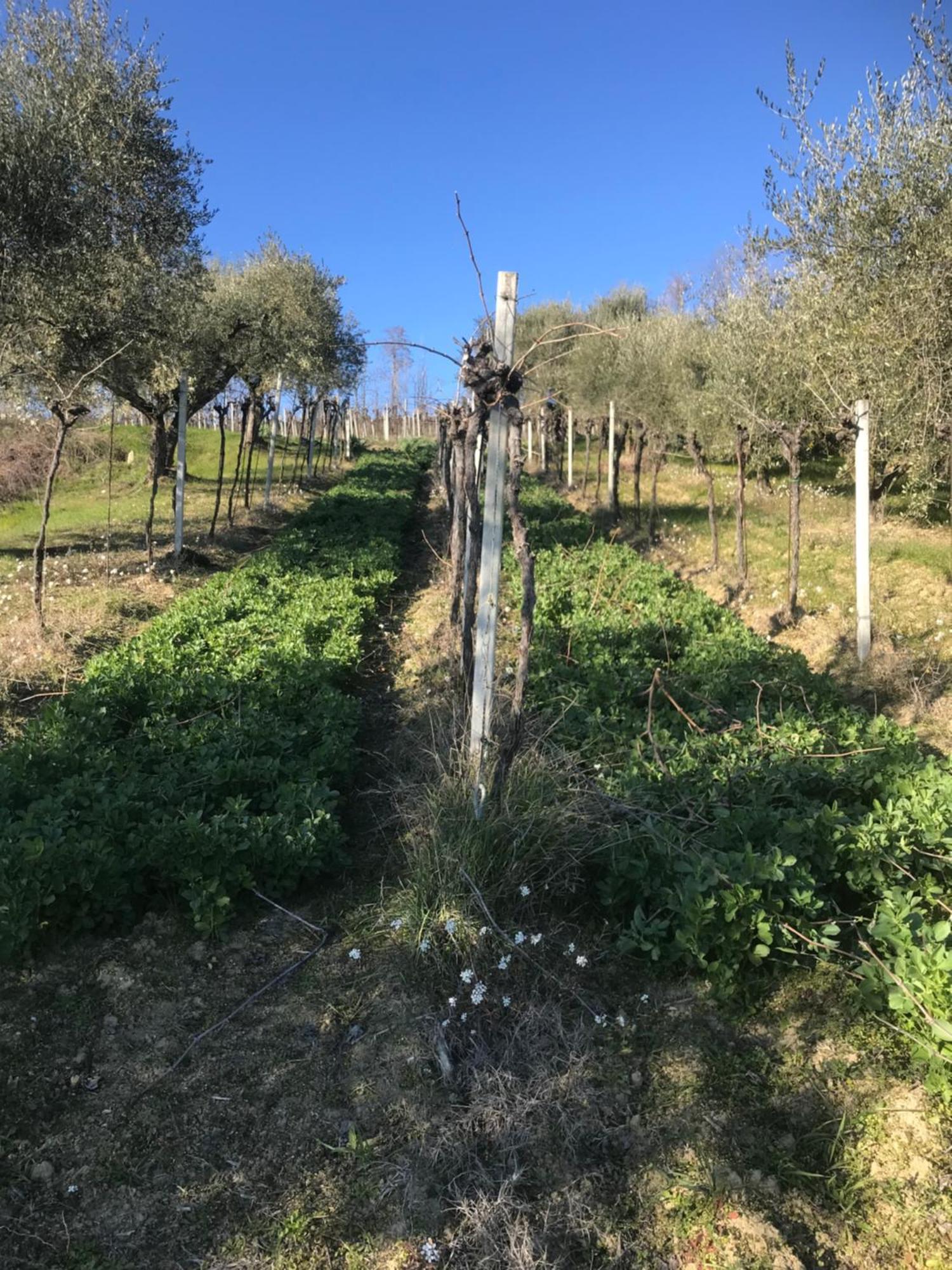 Agriturismo Cerquatonda Montalto delle Marche エクステリア 写真